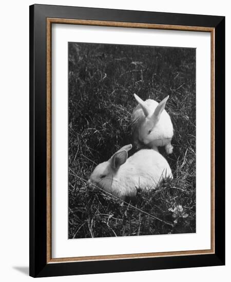 Two White Rabbits Nestled in Grass, at White Horse Ranch-William C^ Shrout-Framed Photographic Print