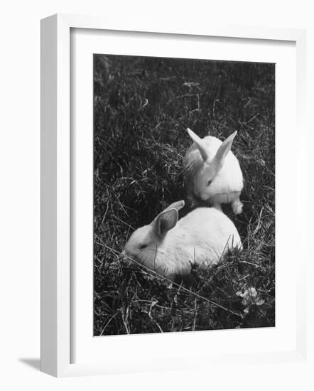 Two White Rabbits Nestled in Grass, at White Horse Ranch-William C^ Shrout-Framed Photographic Print