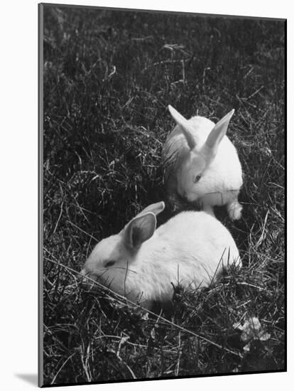 Two White Rabbits Nestled in Grass, at White Horse Ranch-William C^ Shrout-Mounted Photographic Print