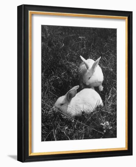 Two White Rabbits Nestled in Grass, at White Horse Ranch-William C^ Shrout-Framed Photographic Print