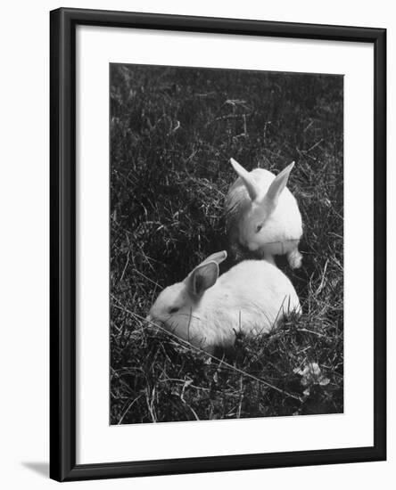 Two White Rabbits Nestled in Grass, at White Horse Ranch-William C^ Shrout-Framed Photographic Print