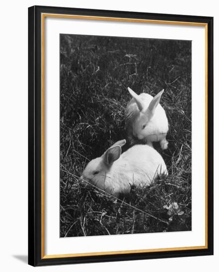 Two White Rabbits Nestled in Grass, at White Horse Ranch-William C^ Shrout-Framed Photographic Print