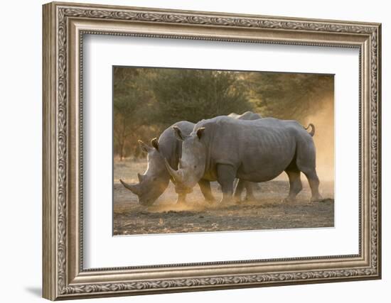 Two white rhinoceroses (Ceratotherium simum) walking in the dust at sunset, Botswana, Africa-Sergio Pitamitz-Framed Photographic Print
