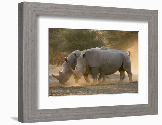 Two white rhinoceroses (Ceratotherium simum) walking in the dust at sunset, Botswana, Africa-Sergio Pitamitz-Framed Photographic Print