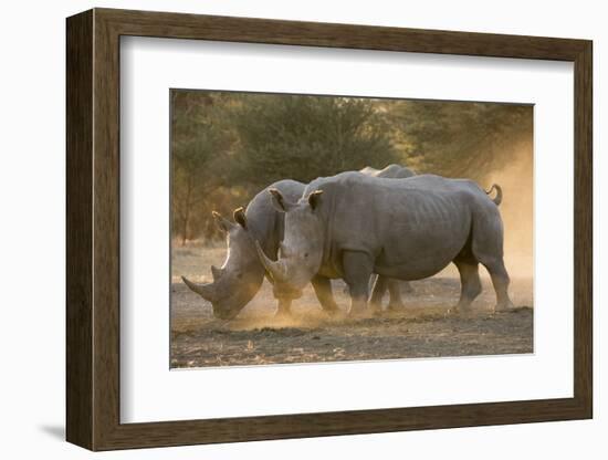 Two white rhinoceroses (Ceratotherium simum) walking in the dust at sunset, Botswana, Africa-Sergio Pitamitz-Framed Photographic Print