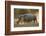 Two white rhinoceroses (Ceratotherium simum) walking in the dust at sunset, Botswana, Africa-Sergio Pitamitz-Framed Photographic Print