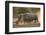 Two white rhinoceroses (Ceratotherium simum) walking in the dust at sunset, Botswana, Africa-Sergio Pitamitz-Framed Photographic Print