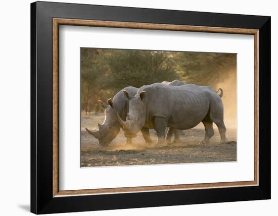 Two white rhinoceroses (Ceratotherium simum) walking in the dust at sunset, Botswana, Africa-Sergio Pitamitz-Framed Photographic Print