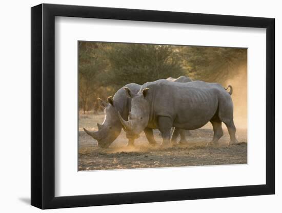 Two white rhinoceroses (Ceratotherium simum) walking in the dust at sunset, Botswana, Africa-Sergio Pitamitz-Framed Photographic Print