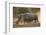 Two white rhinoceroses (Ceratotherium simum) walking in the dust at sunset, Botswana, Africa-Sergio Pitamitz-Framed Photographic Print