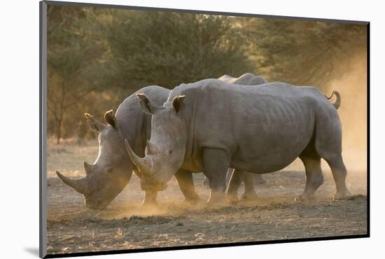 Two white rhinoceroses (Ceratotherium simum) walking in the dust at sunset, Botswana, Africa-Sergio Pitamitz-Mounted Photographic Print