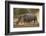 Two white rhinoceroses (Ceratotherium simum) walking in the dust at sunset, Botswana, Africa-Sergio Pitamitz-Framed Photographic Print