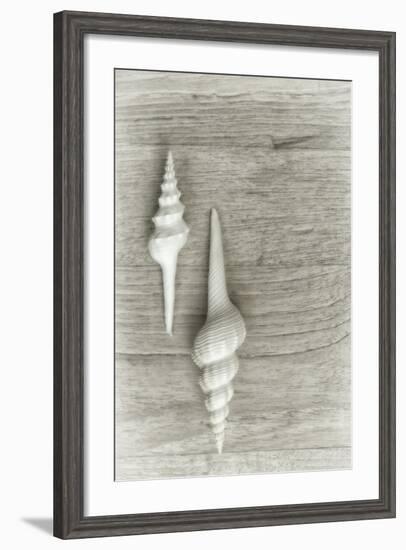 Two White Shells-Cora Niele-Framed Photographic Print