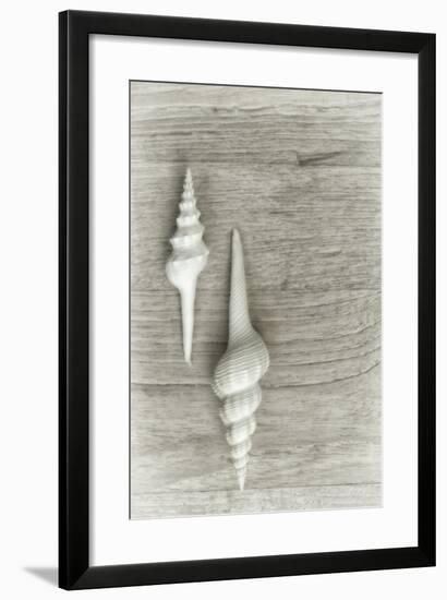 Two White Shells-Cora Niele-Framed Photographic Print