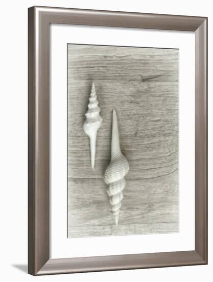 Two White Shells-Cora Niele-Framed Photographic Print