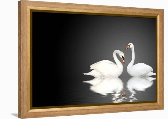 Two White Swans On Black Background-frenta-Framed Stretched Canvas