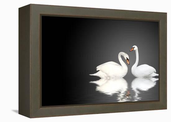 Two White Swans On Black Background-frenta-Framed Stretched Canvas