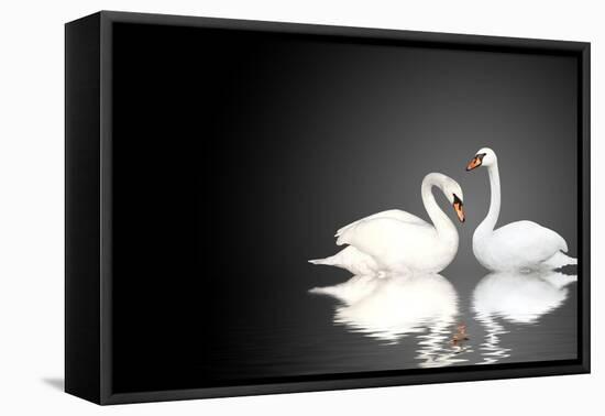 Two White Swans On Black Background-frenta-Framed Stretched Canvas