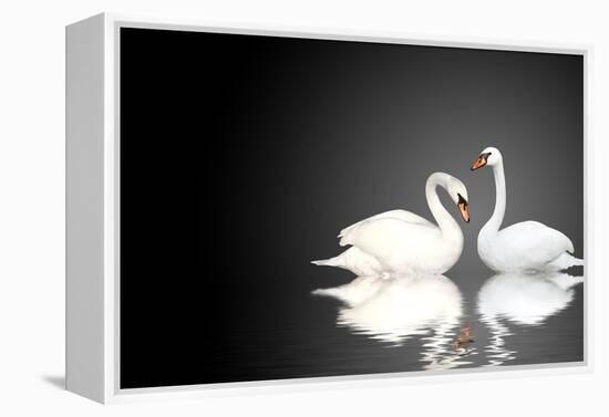 Two White Swans On Black Background-frenta-Framed Stretched Canvas