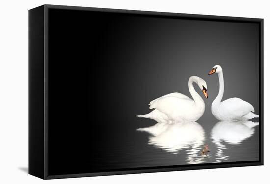 Two White Swans On Black Background-frenta-Framed Stretched Canvas