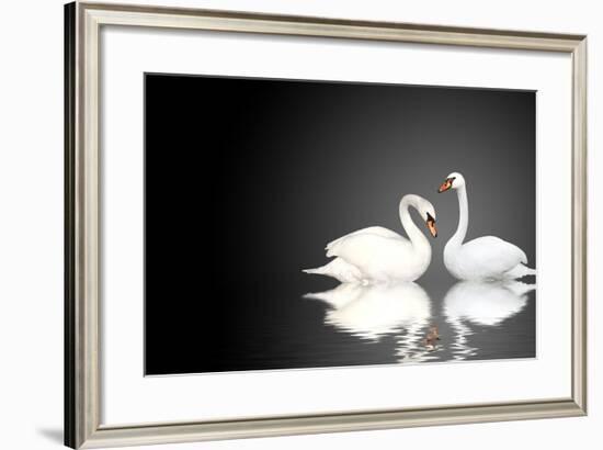 Two White Swans On Black Background-frenta-Framed Art Print