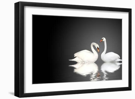 Two White Swans On Black Background-frenta-Framed Art Print