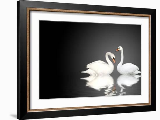 Two White Swans On Black Background-frenta-Framed Art Print