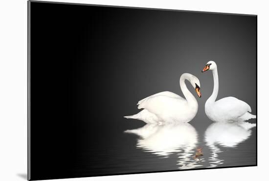 Two White Swans On Black Background-frenta-Mounted Art Print