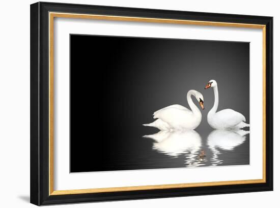 Two White Swans On Black Background-frenta-Framed Art Print