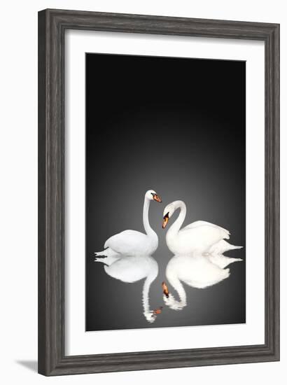 Two White Swans On Black Background-frenta-Framed Art Print