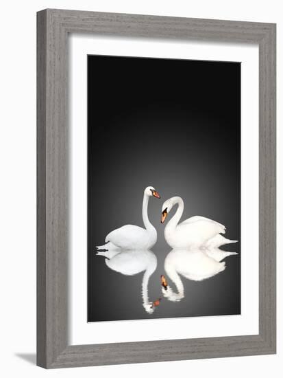 Two White Swans On Black Background-frenta-Framed Art Print