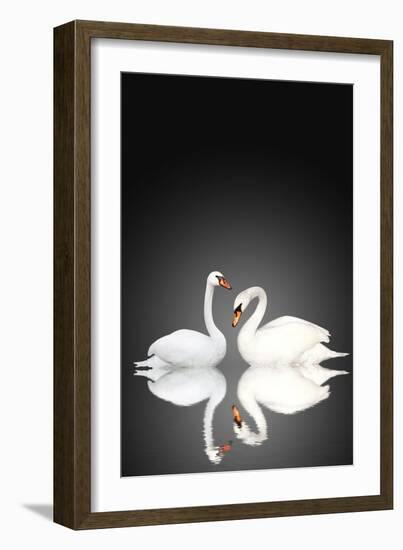 Two White Swans On Black Background-frenta-Framed Art Print