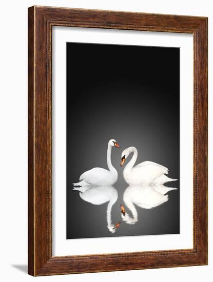 Two White Swans On Black Background-frenta-Framed Art Print