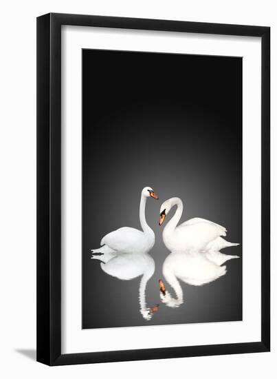 Two White Swans On Black Background-frenta-Framed Art Print