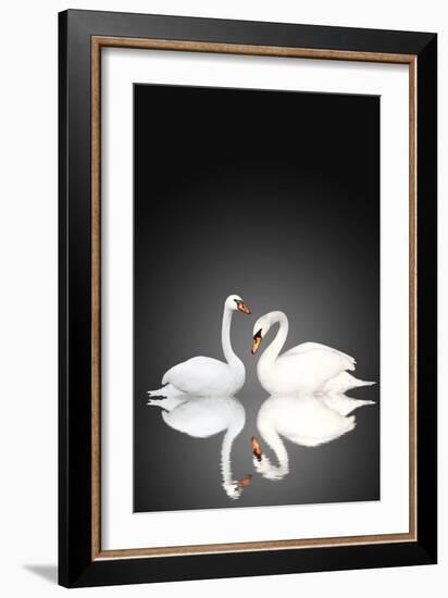 Two White Swans On Black Background-frenta-Framed Art Print