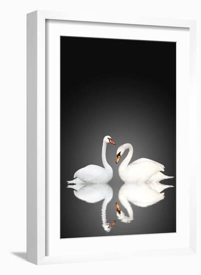 Two White Swans On Black Background-frenta-Framed Art Print