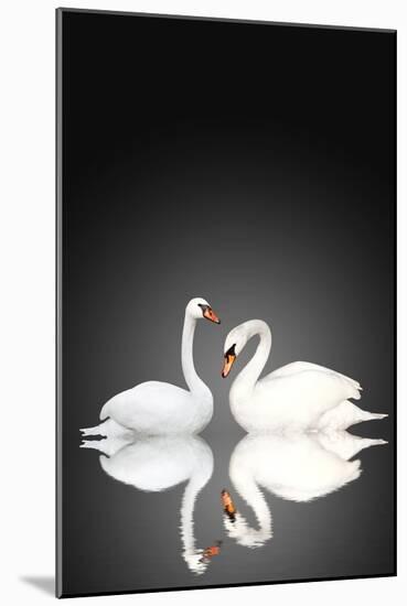 Two White Swans On Black Background-frenta-Mounted Art Print