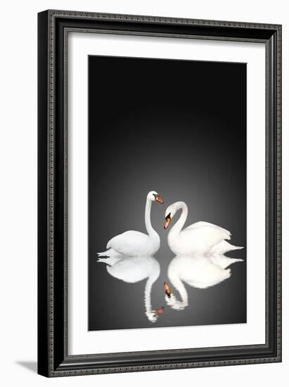 Two White Swans On Black Background-frenta-Framed Art Print