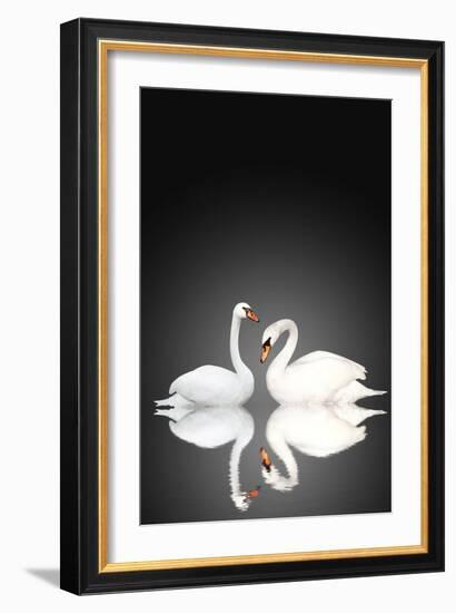 Two White Swans On Black Background-frenta-Framed Art Print