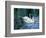 Two White Swans On Lake-balaikin2009-Framed Art Print