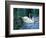 Two White Swans On Lake-balaikin2009-Framed Art Print