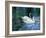 Two White Swans On Lake-balaikin2009-Framed Art Print