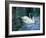 Two White Swans On Lake-balaikin2009-Framed Art Print