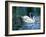 Two White Swans On Lake-balaikin2009-Framed Art Print