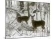 Photographic Print