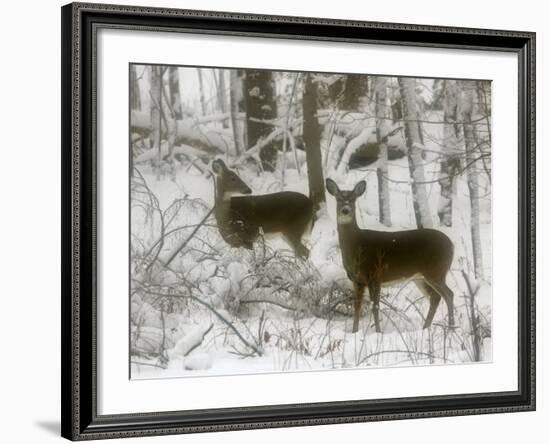 Two White-Tail Deer Stop for a Moment--Framed Photographic Print