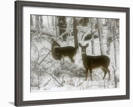 Two White-Tail Deer Stop for a Moment-null-Framed Photographic Print