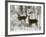 Two White-Tail Deer Stop for a Moment-null-Framed Photographic Print