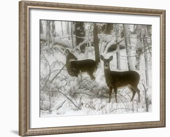 Two White-Tail Deer Stop for a Moment-null-Framed Photographic Print