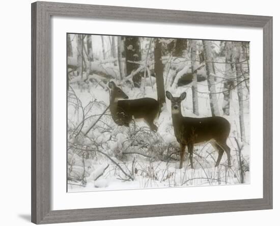 Two White-Tail Deer Stop for a Moment-null-Framed Photographic Print